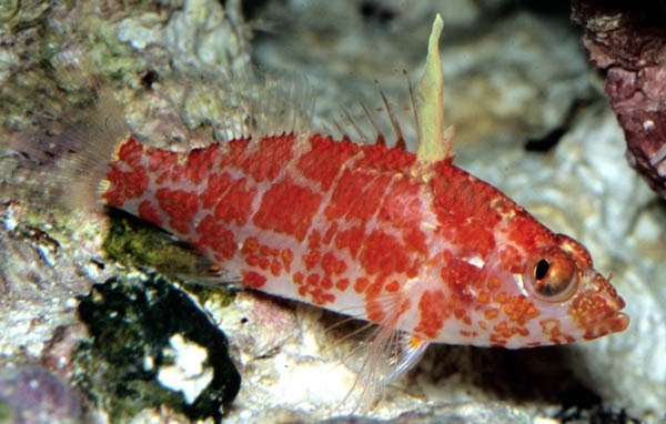 Plectranthias inermis/ Altipinnatus Zwerg Korallenwächter 