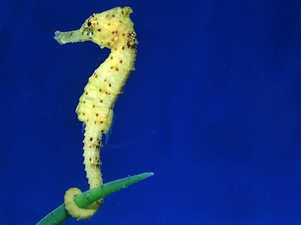 Hippocampus kuda: Langschnäuziges Seepferdchen Farbe gelblich  