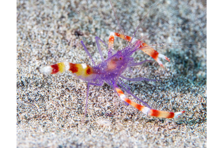 Stenopus tenuirostris Blaukörper-Scherengarnele Paar