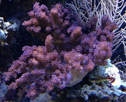 Klyxum sp. Schleimige Weichkoralle-L