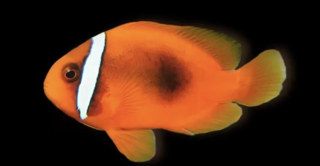 Amphiprion Frenatus Nachzucht