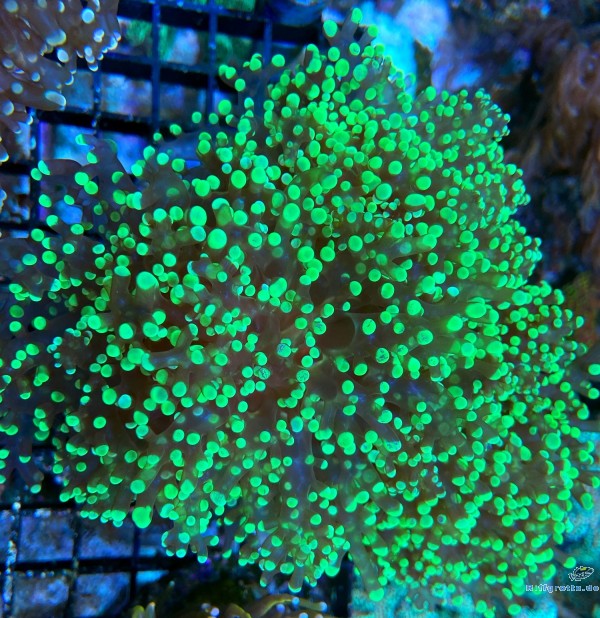 Euphyllia paradivisa Green Color