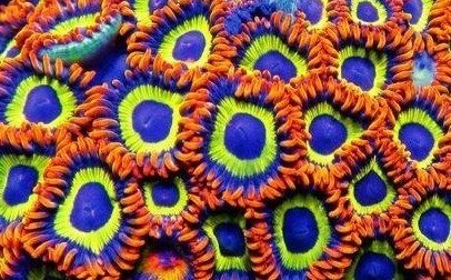 Zoanthus-sp. "Fruit Loop" NZ Krustenanemonen 
