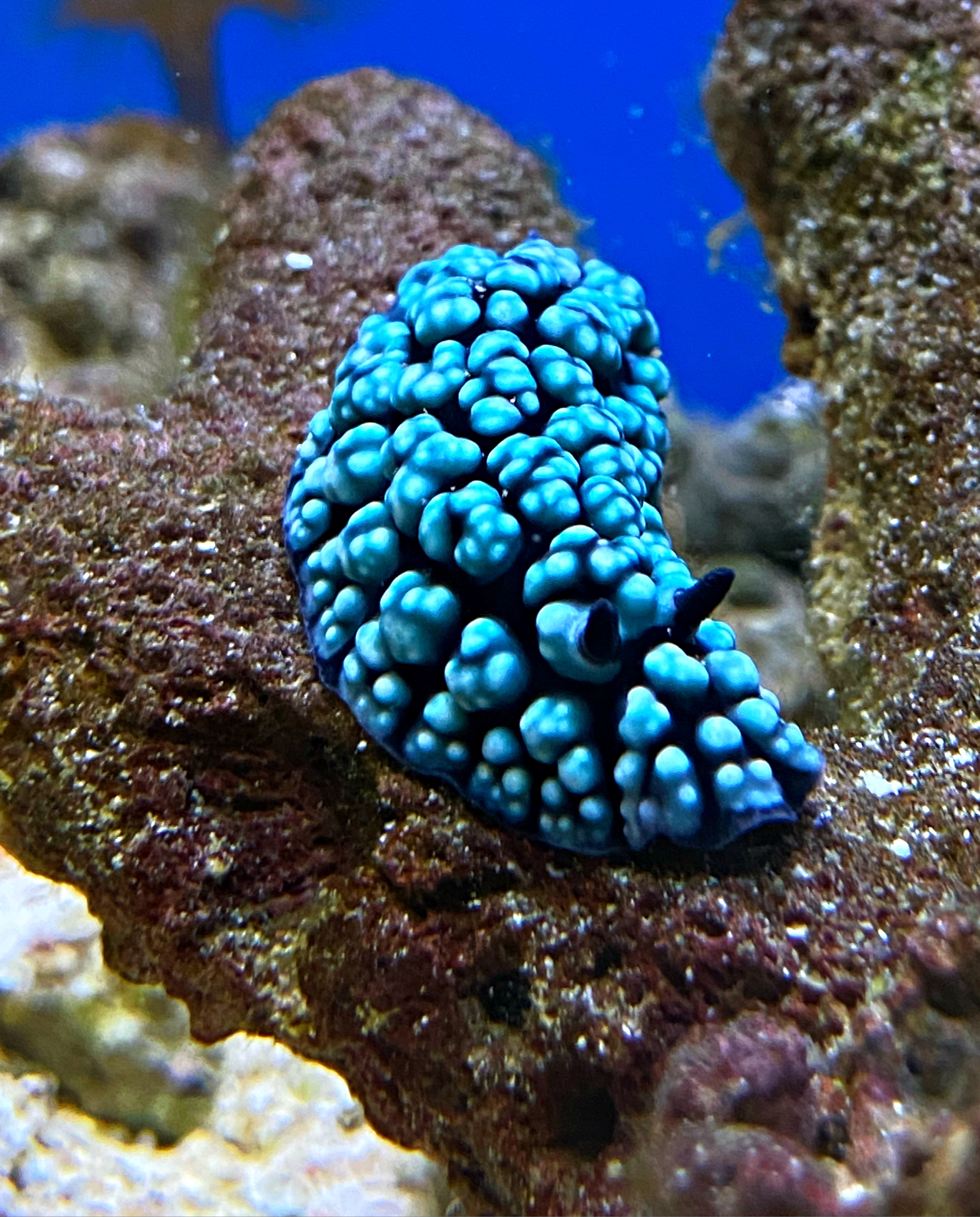 Phyllidiella Nigara Sp. Warzenschnecke