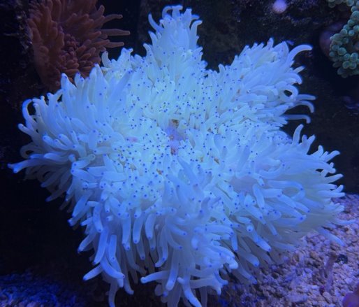 Heteractis crispa - yellow/red bottom - Lederanemone 