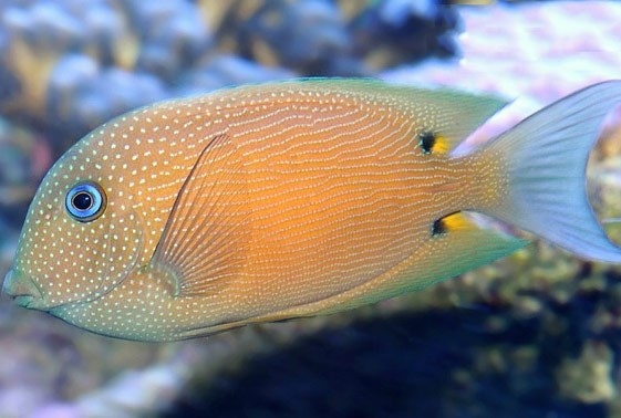 Ctenochaetus binotatus - Blauaugen-Borstenzahndoktor M