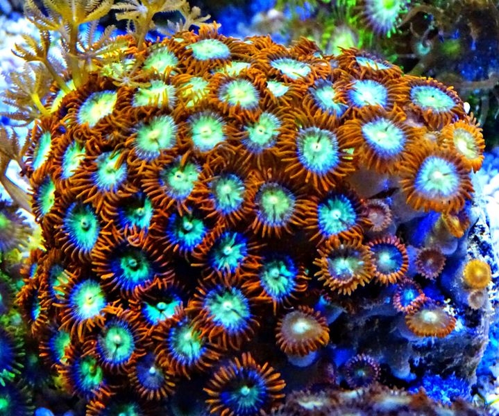 Zoanthus crystal Sunflower- Krustenanemone 