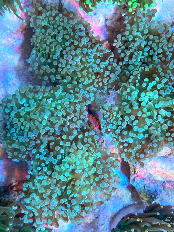 Euphyllia paradivisa Green Color