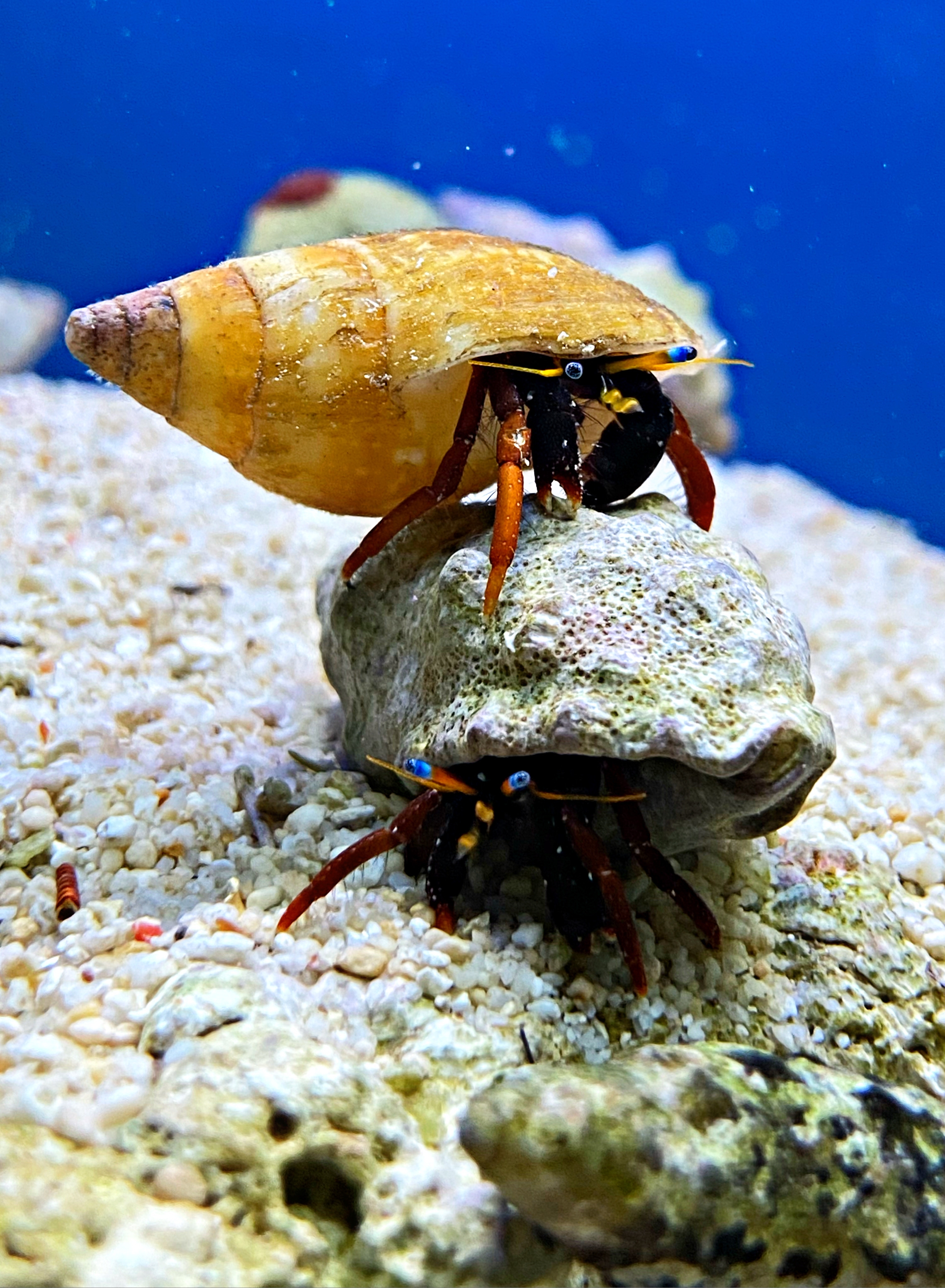 Einsiedlerkrebs Calicinus spec.