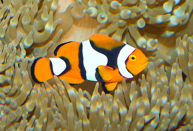 Amphiprion percula Clown-Anemonenfisch Papua Neuguinea