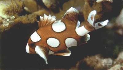 Plectorhinchus chaetodonoides Harlekin-Süßlippe L