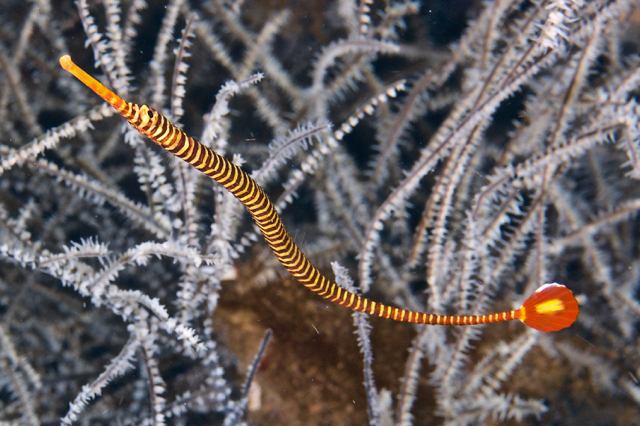 Dunckerocampus pessuliferus Sulu-Seenadel Paar - NZ