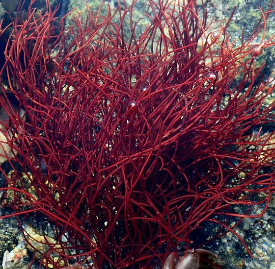 Gracilaria gracilis Rotalge