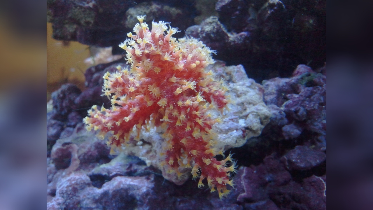 Nephthyigorgia sp. Chili Weichkoralle