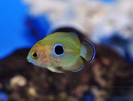 Centropyge flavissima - Zitronen-Zwergkaiserfisch - NZ