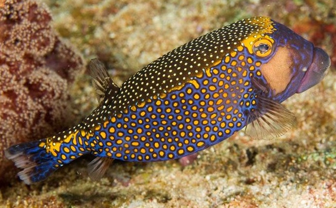 Ostracion meleagris Weißtüfpel-Kofferfisch -Mann--L