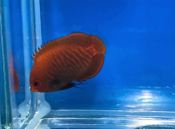 Kaiserfisch Centropyge aurantia - NZ - Gr. S