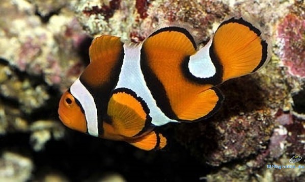 Amphiprion percula Clown-Anemonenfisch Papua Neuguinea