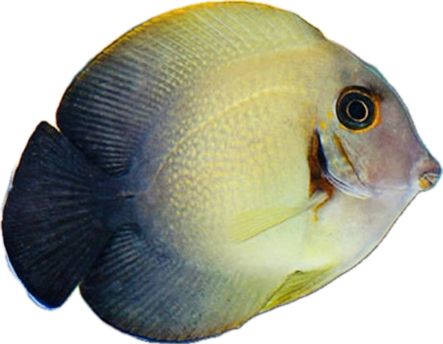 Acanthurus Chronixis Vrolikii-Mimikry-Doktorfisch