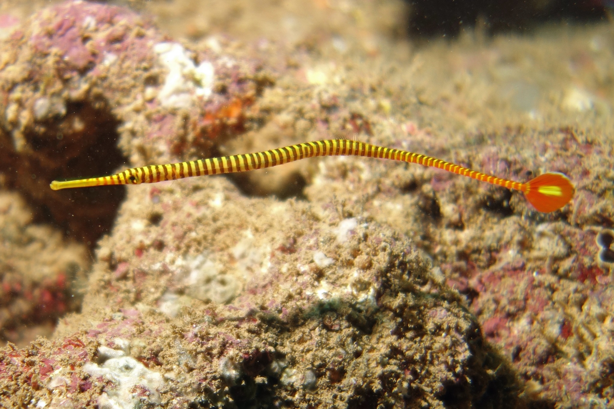 Dunckerocampus pessuliferus Sulu-Seenadel Paar - NZ