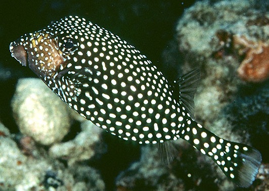 Ostracion meleagris Weißtüfpel-Kofferfisch Female
