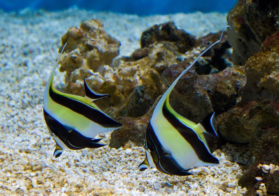 Zanclus cornutus - Halfterfisch M