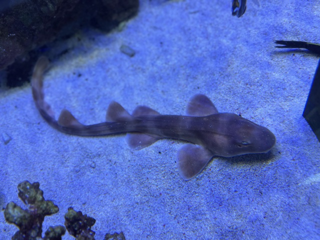 Ginglymostoma cirratum-  Sand Katzenhai 