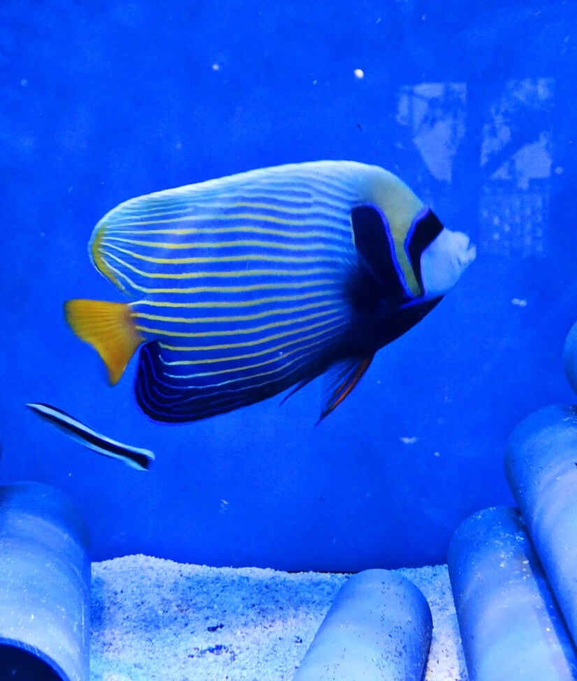 Imperator Kaiserfisch: Pomacanthus imperator Aduld M
