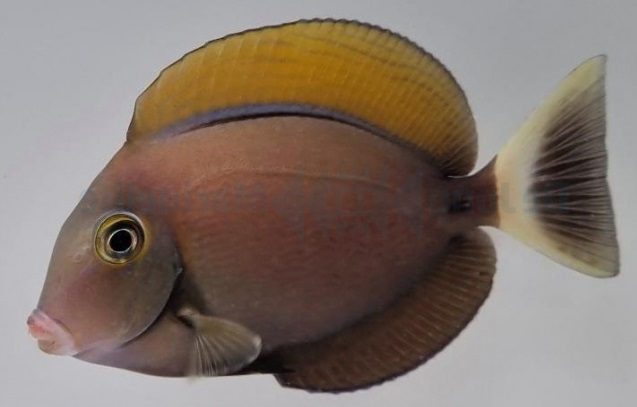 Acanthurus barienii-Doktorfisch -Juvenil