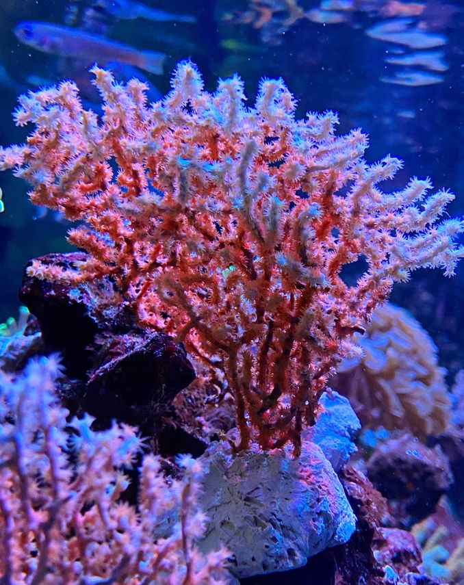 Muricella plectana Warziger Gorgonienfächer Bicolor