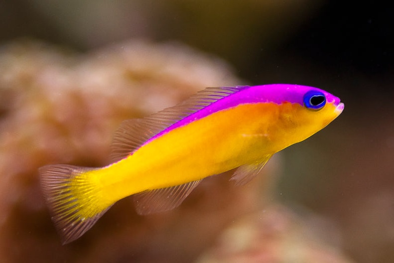 Pictichromis diadema Diadem-Zwergbarsch
