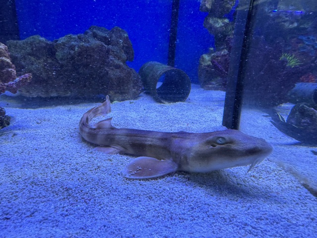 Ginglymostoma cirratum-  Sand Katzenhai 