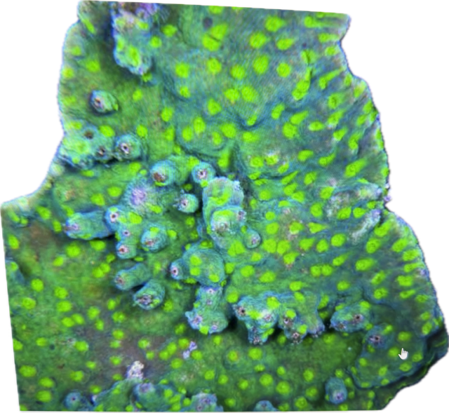 Astreopora Steinkoralle - ultra green Grafted 