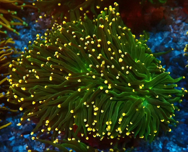 Euphyllia glabrescens- green Masterpiece - NZ
