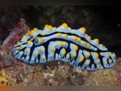 Phyllidiella Nigara Sp. Warzenschnecke
