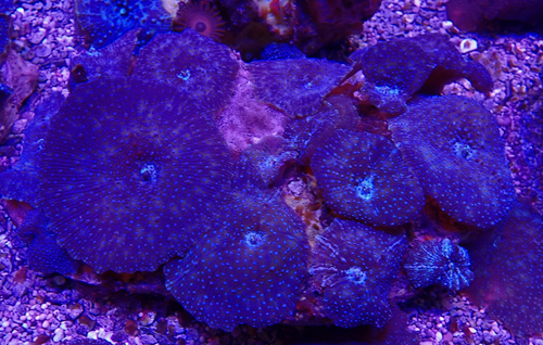 Scheibenanemone Rhodactis spec. Ultra Blue