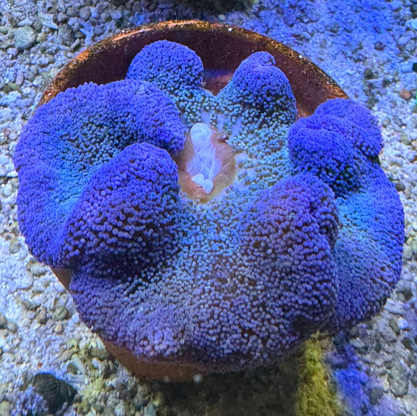 Stichodactyla haddoni Teppichanemone Color Blue - S-M