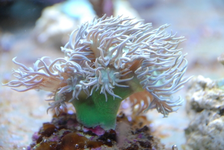 Duncanopsammia axifuga - Bartkoralle NZ 