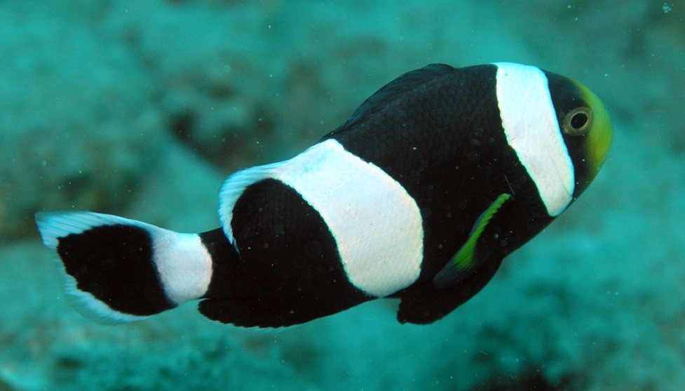 Amphiprion polymnus - Sattelfleck- Anemonenfisch