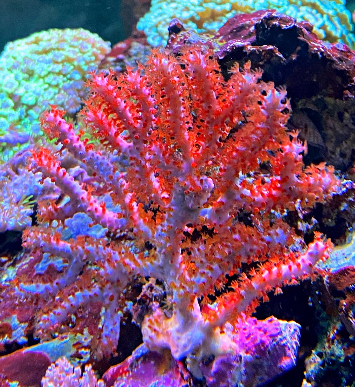Echinogorgia sp. - Farbwechselnde Gorgonie