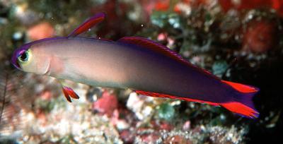 Nemateleotris decora Dekor-Schwertgrundel