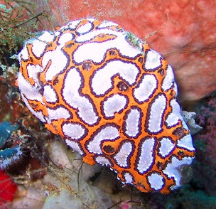 Botrylloides leachii Seescheide