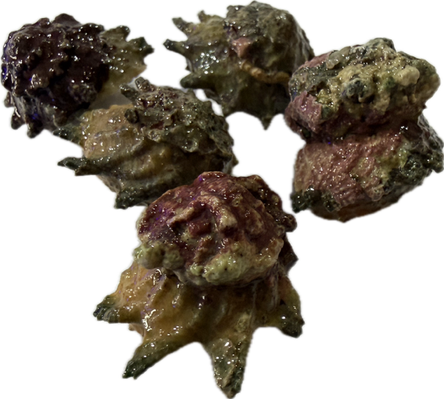Astralium rhodostomum - feinstachlige Sternschnecke  Algenschnecke 