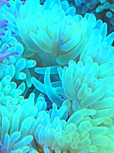 Entacmaea quadricolor Blasenanemone - ultra yellow 