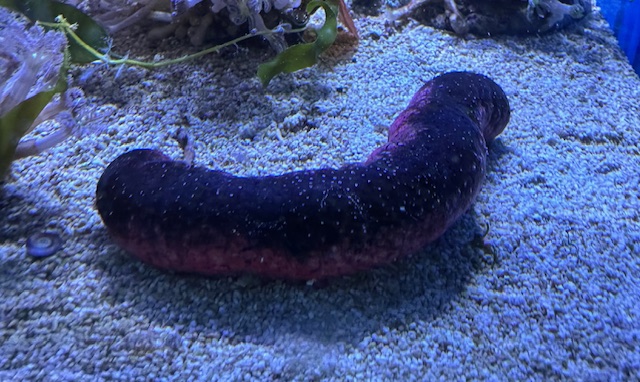 Rosafarbene Seewalze Holothuria edulis