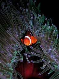 Heteractis magnifica Prachtanemone S