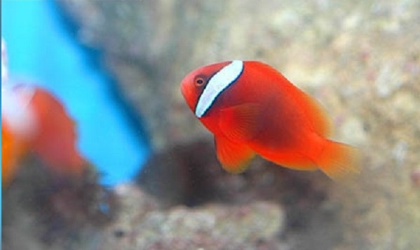Amphiprion frenatus - Weißbinden Glühkohlen Anemonenfisch