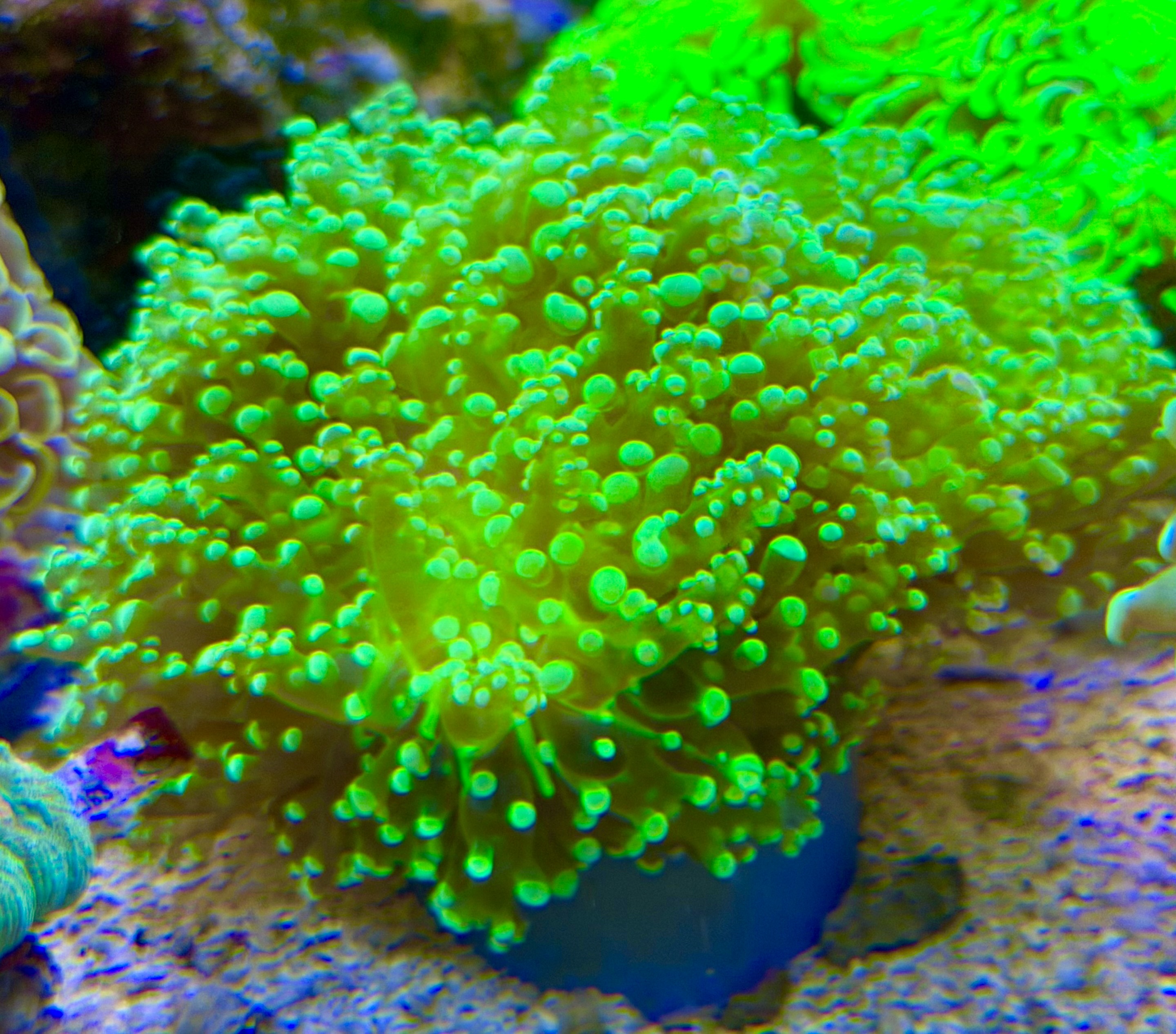 Euphyllia Divisa  - WYSIWYG 9c - Ultra Green Tip