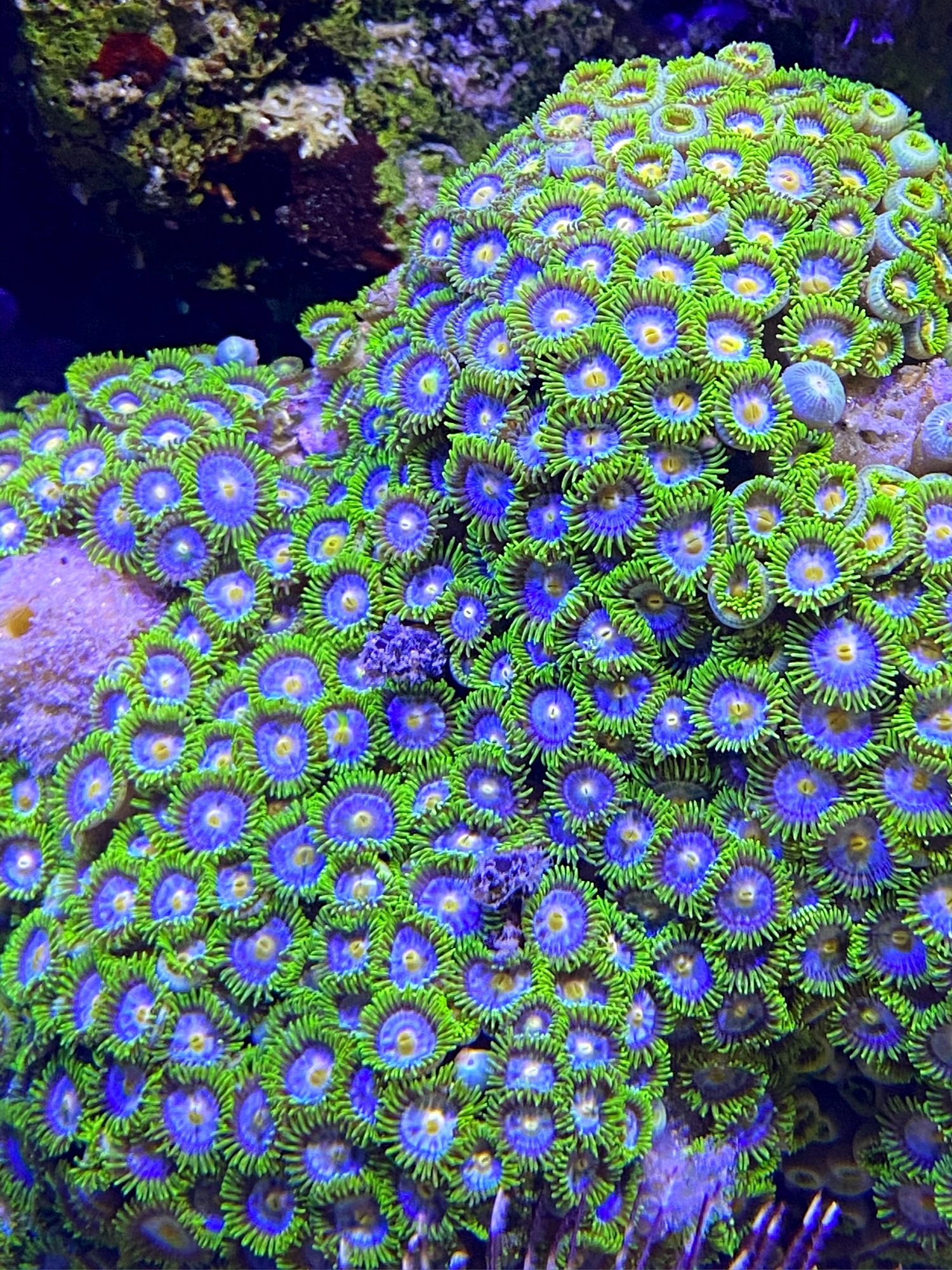 Zoanthus Blue Ice Krustenanemone  