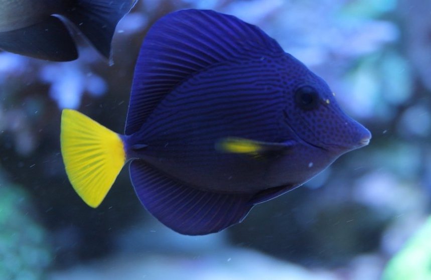Doktorfisch Zebrasoma xanthurum Rotmeer Doktorfisch M